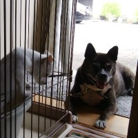 元気と空 (@kyoko71540487) 's Twitter Profile