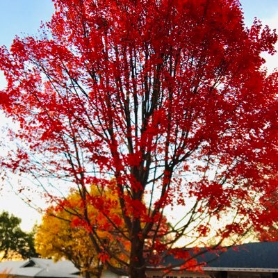 Subhajit_Palit's profile picture. an ordinary person spreading thoughtful waves :-)