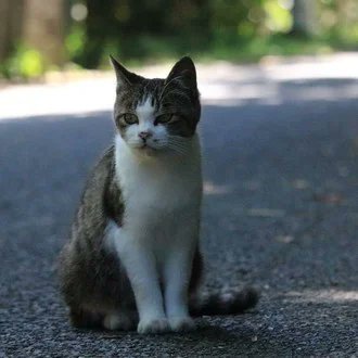 まる猫 彡アンケート実施中 バイデン アメリカの民主党 とアウンサンスーチー ミャンマーの国民民主党 がそっくり 日本のマスコミがやたら推す 都市部で人気 Dsと繋がりが深い T Co euyb3aa3 選挙二重投票など違反をした と軍に指摘