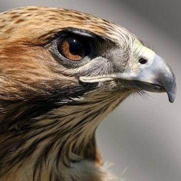 sahintrk66's profile picture. 