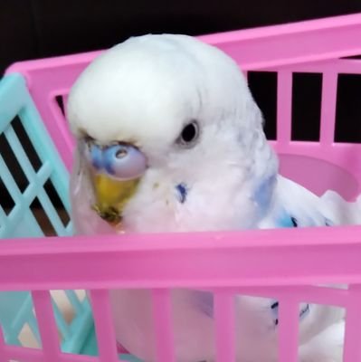 ぴぃtamaさんのプロフィール画像