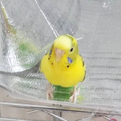 kazumivo's profile picture. 