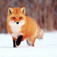 紺キツネ (@qonfox) 's Twitter Profile
