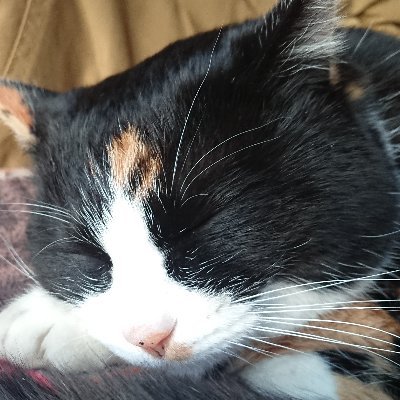 kuru_kun3393's profile picture. 2年生(大学院の)、NITMic老害