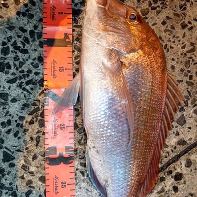 魚釣りが趣味のおじさんです。いかに釣具を安く抑えて沢山の魚を釣るかを日々研究してます。メインフィールドは上関、長門、萩、防府の山口県内でアジングやメバリング、フラットフィッシュにスーパーライトショアジギングをしています。気軽にフォローしてくださいね。釣り場や仕掛け、釣果等の詳しい事が知りたい方は気軽にコメントください。