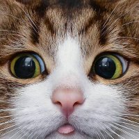 TurnKey Pet (@turnkeypet) 's Twitter Profile Photo