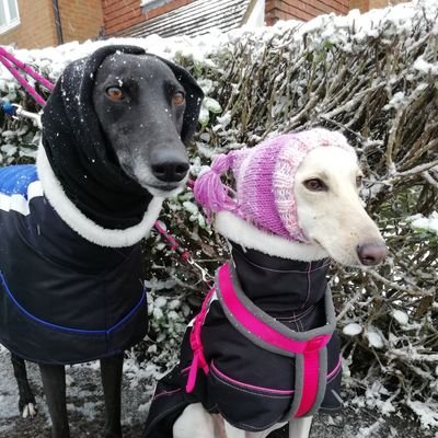 Sparkle is our lurcher now 2 years old, adopted from The Dogs Trust and Rio is our 4 year old retired greyhound adopted from Retired Greyhounds Canterbury. 😍