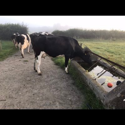 kieranc14's profile picture. Dairy Farmer. Kilkenny ⬛️🟧⬛️🟧