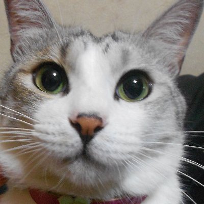 ペット可賃貸 いぬすむ ねこすむ ペットと暮らす部屋探し オンライン型不動産サービス Inusumunekosumu Twitter ペット可賃貸 いぬすむ ねこすむ ペットと暮らす部屋探し オンライン型不動産サービス Inusumunekosumu Twitter