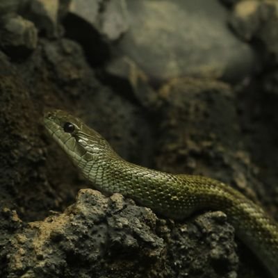 nerdgamer1003's profile picture. 三滝→四工→社会人

名古屋→岐阜