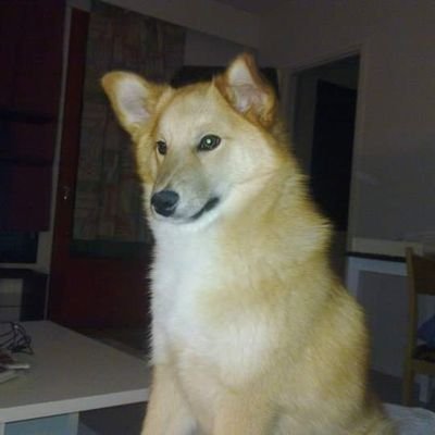 NivalaReijo's profile picture. Mainingman