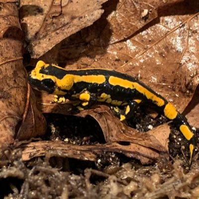 salamanderguyy Profile Picture