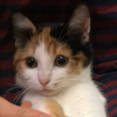 Apex ウイイレやってます。リヴァプール、ヴィッセル神戸 ソフトバンクホークスファンです。
