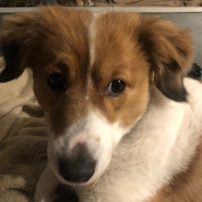 RevereLittle's profile picture. I’m here, I’m live, and I’m not a cat.