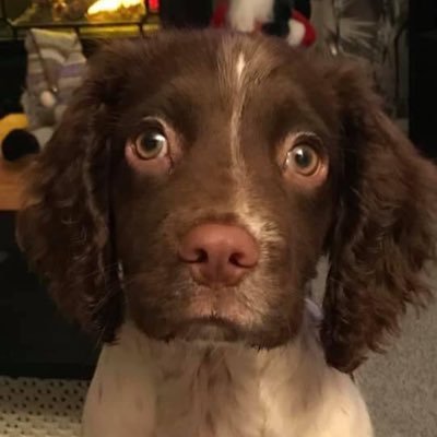 devie58's profile picture. just a normal guy, made, born and bred in Birmingham, father of 2, granddad to 5,now living the dream in lovely Cornwall with my lovely wife.