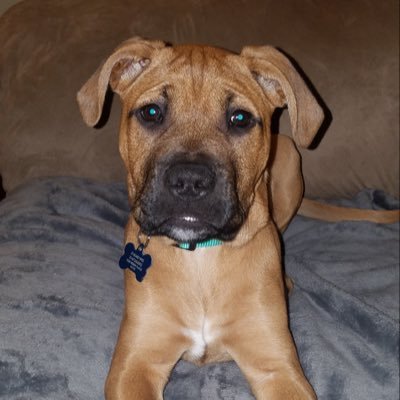 stlchilidipper's profile picture. Life long sports fan, golfer and obsessed with @wilco. Here's to feeling good all the time!