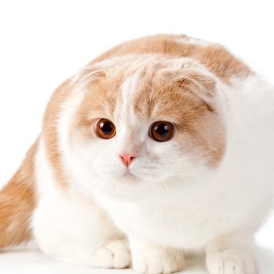 TVXQsayarin's profile picture. チャンミンが好きでした