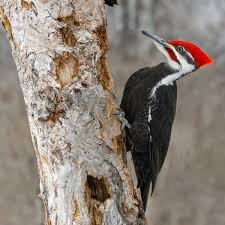 GatesWoodpecker Profile Picture