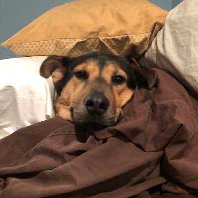 DFlemKC's profile picture. Bald is Beautiful. Old Dad FC. Kansas City. Actuary. Mule. MLS-Snob.