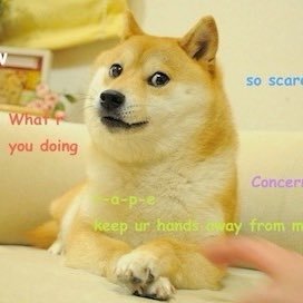 No highs, no lows, only Doge!