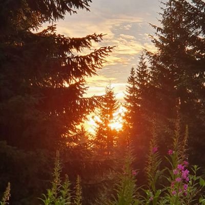 ProfMcGonagall8's profile picture. Radoznalo čeljade. Voli da čita. Svaštočit.