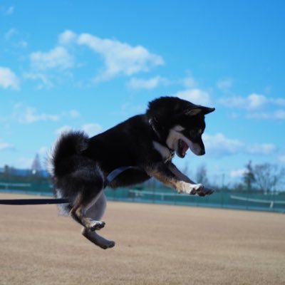 2018/9/1産まれの♂柴です💪気ままに犬写真を投稿する新卒社会人です。柴犬を初めとする動物の写真を主に見たいです✨可愛いと思ったワンコさんを無言でフォローさせて頂きます🙇‍♂️気軽にフォローしてください👍フォロバさせていただきます😋たくさんの人にまろの成長、アホな所を見て欲しい🤗