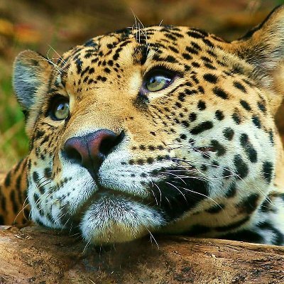 Jaguars Daily 🐆