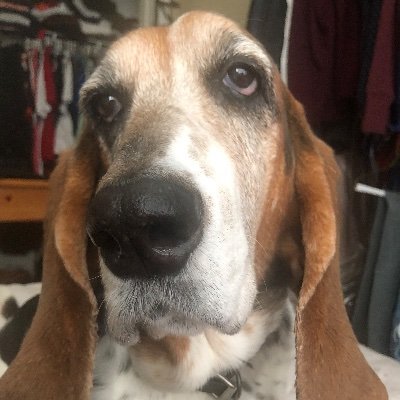 HokieBasset 🇺🇸🇮🇱 🍊 Profile
