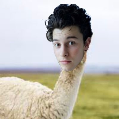 llamasforshawn Profile Picture