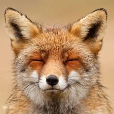 pappyredfox Profile Picture