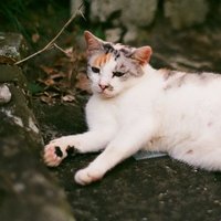 のら猫 (@s44007746) 's Twitter Profile