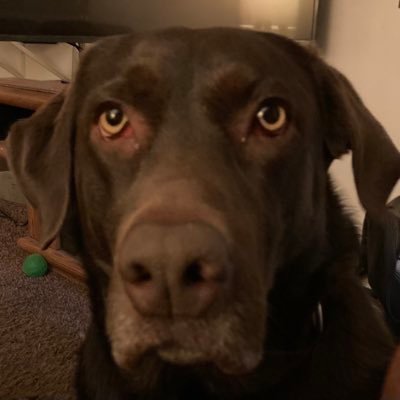 NO BULLSHIT ALLOWED. #NRA. #DOGSRule #BUILDTHEWALL .....#FUCKCANCER #FUCKJOEBIDEN …..#MAGA FOLLOW ME ON TRUTH SOCIAL. @ Alvoman