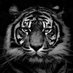 DM Morrow (@dm_morrow) Twitter profile photo DM Morrow (@dm_morrow) Twitter profile photo
