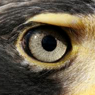 LetchworthEye's profile picture. 