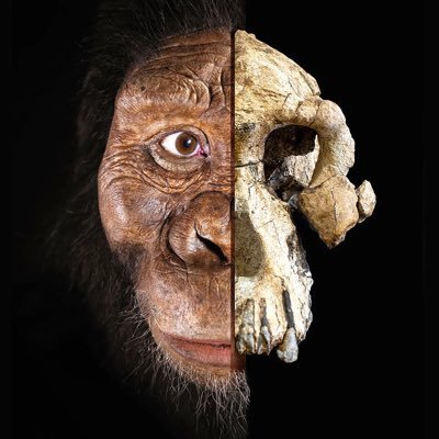 Dinbag31's profile picture. Bipedal Primate