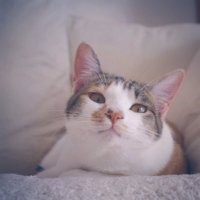 おちゃのこ（のんしゃらん隠居） (@saisighs) Twitter profile photo