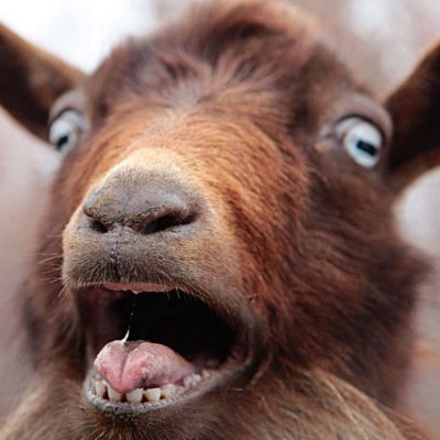 Rottentouch's profile picture. Greetings fellow earthlings.