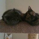 Joy Hicks - @GTkitten - Twitter