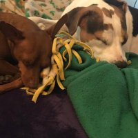 WritingGoose (@goosewriting) 's Twitter Profile