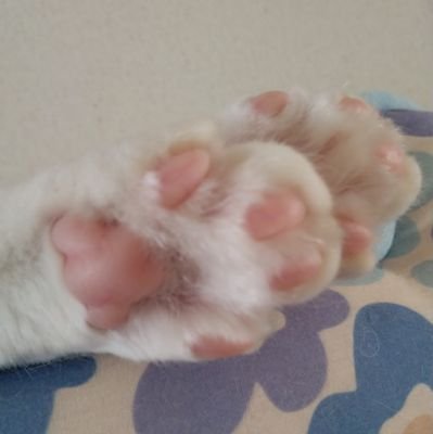 りえ猫//RIENEKOさんのプロフィール画像