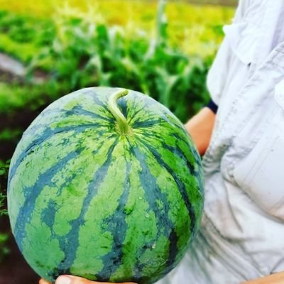 農家/YouTube菜園アドバイザーあぐりんのあぐりんちゃんねる🍉登録者数15万人・週3配信中(火・木・土18時)