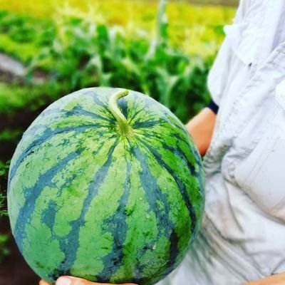 農家/YouTube菜園アドバイザーあぐりんのあぐりんちゃんねる🍉8.4万人・週3配信中