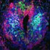 Hutloff_Lab (@hutloff) Twitter profile photo Hutloff_Lab (@hutloff) Twitter profile photo