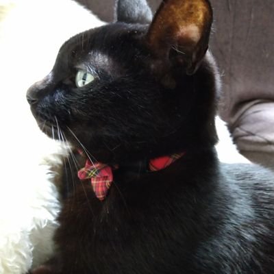 ジジ猫 Im98thl5aimgokr Twitter
