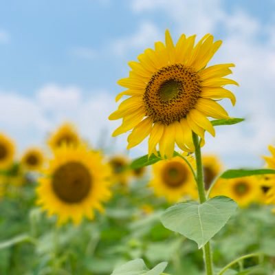 curedamdam's profile picture. 聖川真斗。前野智昭。うた☆プリ/弱ペダ/Free！/境界の彼方/図書館戦争etc...声優さんアニメ漫画のために働く25↑成人済腐