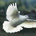 The Gates Primary - Doves Class Page (@gatesdoves) Twitter profile photo The Gates Primary - Doves Class Page (@gatesdoves) Twitter profile photo