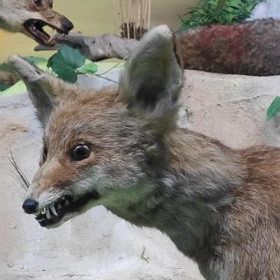 nightfoxinexile's profile picture. Sweary vegan feminist scientist. All views my own and endorsed by no one, not even me.