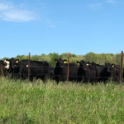 The University of Tennessee Beef & Forage Center serves as a catalyst for research, Extension, and teaching efforts.