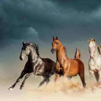 La nature et les animaux sont importants dans un écosystème , car Dieu a harmonieusement créé des animaux, des plantes, des micro-organismes.Ecrivaine,Artiste