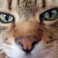 Simona.Venturoli (@simo_cavour) 's Twitter Profile